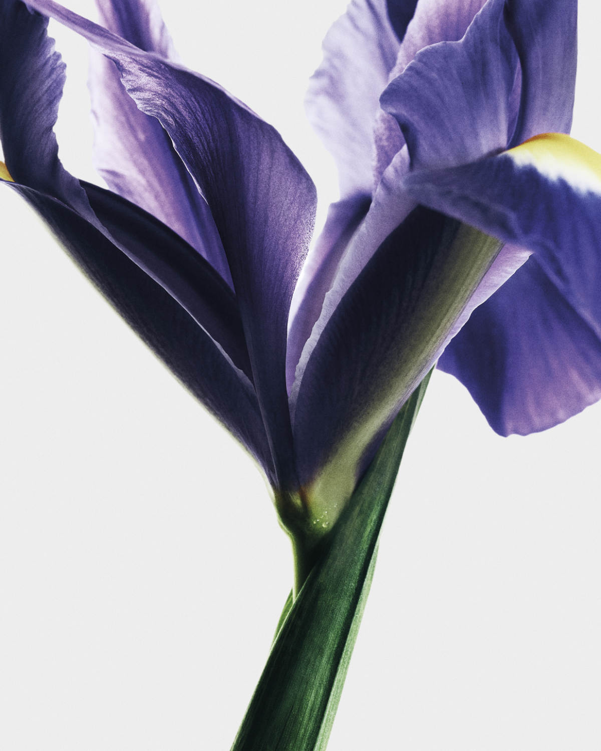 Loewe Crafts A New Olfactory Chapter With Its Sculptural Crafted Collection