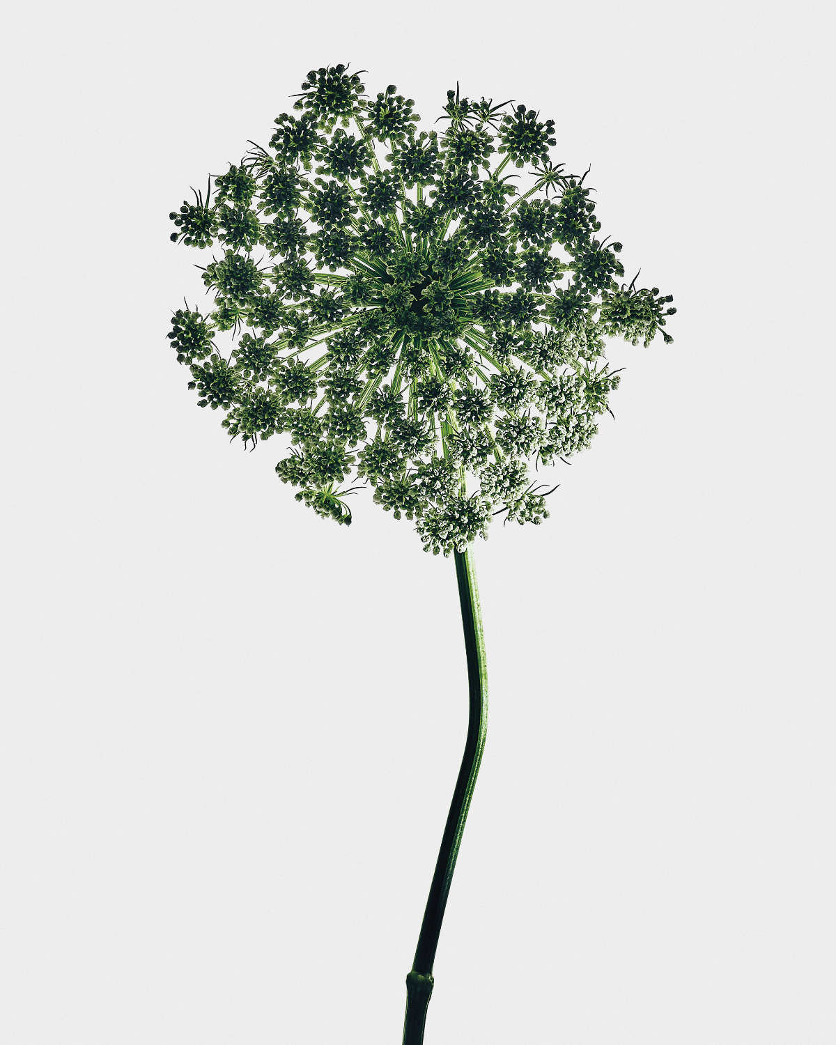 Loewe Crafts A New Olfactory Chapter With Its Sculptural Crafted Collection