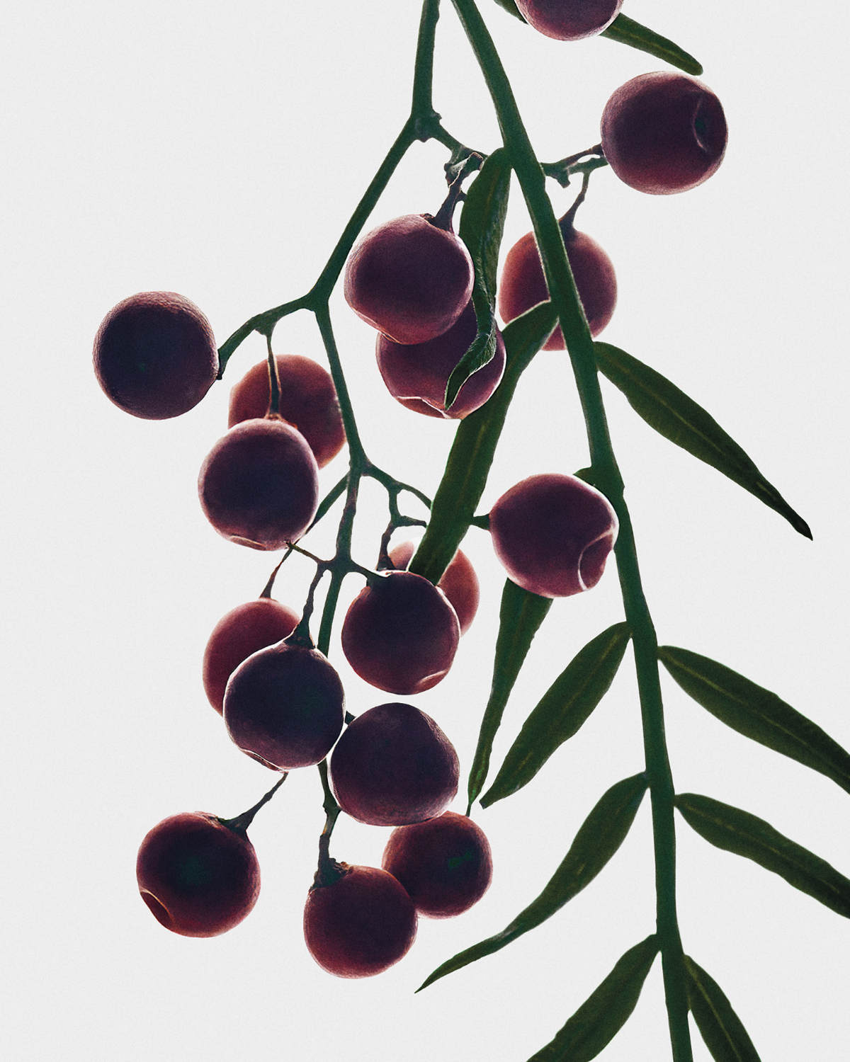 Loewe Crafts A New Olfactory Chapter With Its Sculptural Crafted Collection